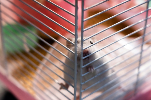 Hong Kong to resume hamster imports a year after mass cull