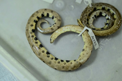 New dwarf boa found in Ecuadoran Amazon