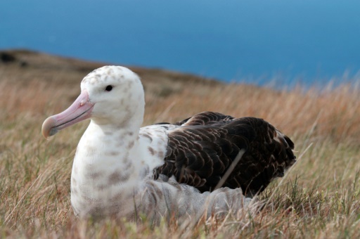 French island plans mass rodent cull to save albatross eggs