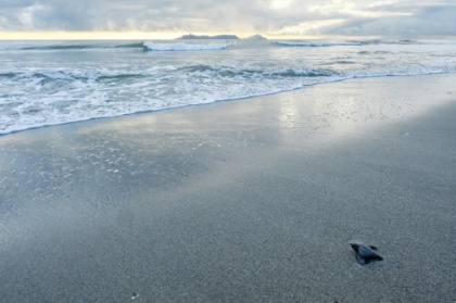 Battle to save Panama turtle at center of aphrodisiac superstition.jpg Battle to save Panama turtle at center of aphrodisiac superstition.jpg