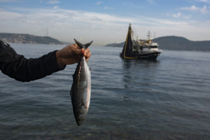Alarm as Bosphorus fish stocks crash.jpg