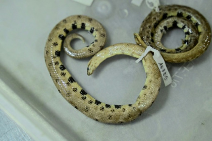 New dwarf boa found in Ecuadoran Amazon.jpg New dwarf boa found in Ecuadoran Amazon.jpg