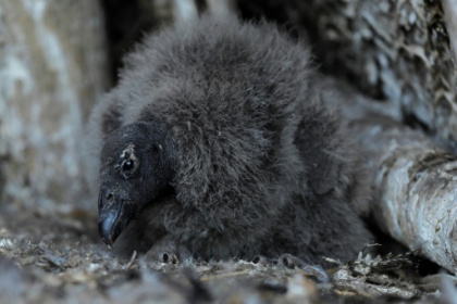 Chile preparing threatened condor chicks for release into wild.jpg Chile preparing threatened condor chicks for release into wild.jpg