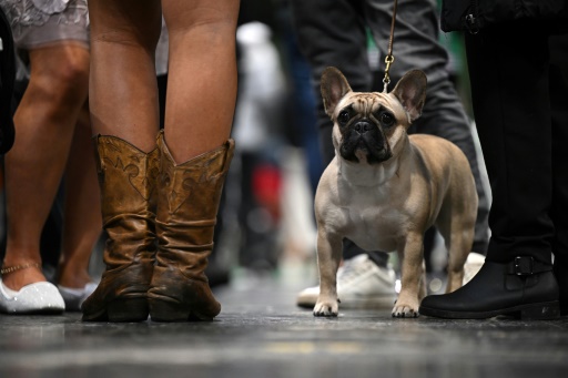 French Bulldogs topple Labradors as most popular US breed: AKC