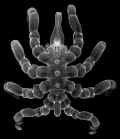 Sea spiders can regrow body parts, not just limbs.jpg