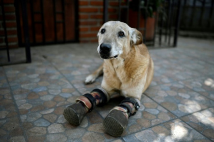 Cartel torture victim could be 'America's Favorite Pet'.jpg Cartel torture victim could be 'America's Favorite Pet'.jpg