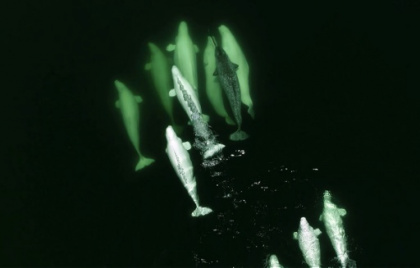 Narwhals' climate-vulnerable winter feeding crucial for survival.jpg Narwhals' climate-vulnerable winter feeding crucial for survival.jpg
