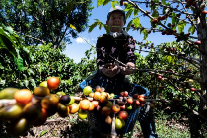 Coffee harvest plunges amid Central American exodus.jpg Coffee harvest plunges amid Central American exodus.jpg