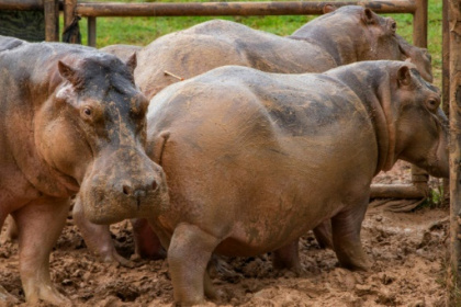 Colombia hopes to remove dead drug lord's hippos.jpg