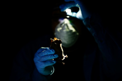 In Mexican jungle, scientists prepare for future pandemics.jpg In Mexican jungle, scientists prepare for future pandemics.jpg