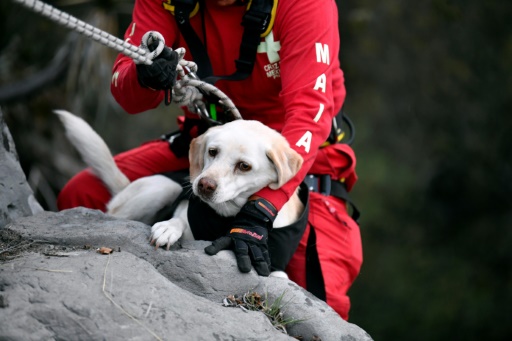 Mexican rescue dogs prepare for next emergency mission