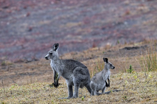 Australia told to shoot kangaroos before they starve.