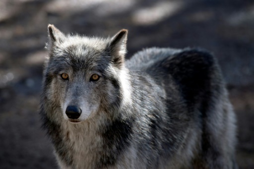 Spain livestock farmers raise alarm over rise in wolf attacks