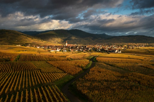 Long and wine-ing road: Alsace celebrates its 'Route des vins'
