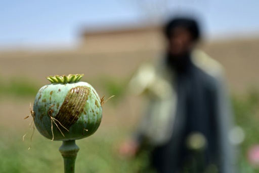 Poppy growth down 95% in Afghanistan since Taliban ban: UN