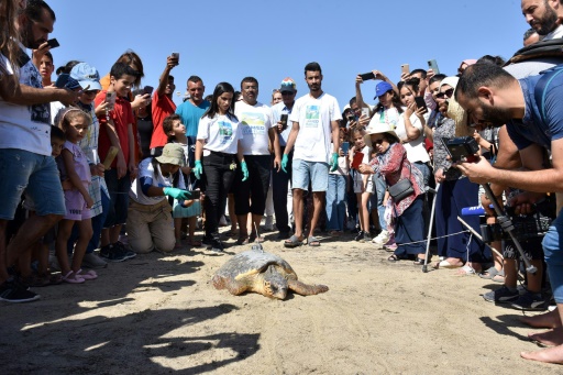Endangered sea turtles get second life at Tunisian centre