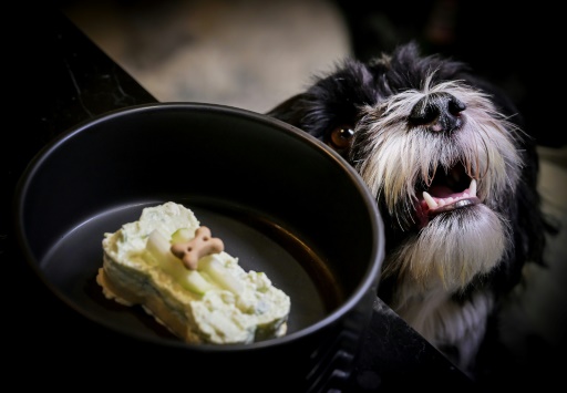 Meals to woof down at Italy's first dog restaurant