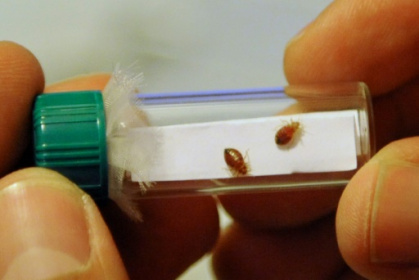 France hits back at hysteria over bedbug 'invasion'.jpg France hits back at hysteria over bedbug 'invasion'.jpg