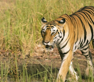 Tiny camera 'protects' predator -- and people.jpg Tiny camera 'protects' predator -- and people.jpg
