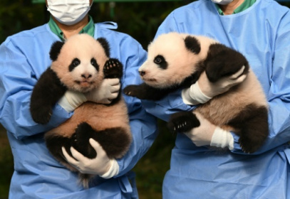 South Korea names its twin panda 'treasures'.jpg South Korea names its twin panda 'treasures'.jpg