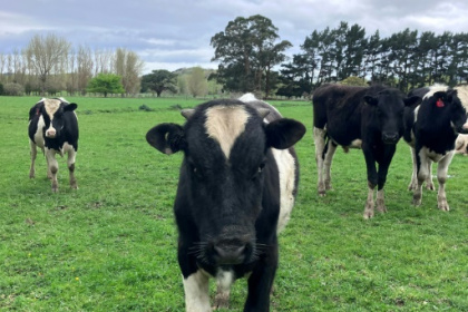 Burp tax causes pre-poll stink with New Zealand farmers.jpg Burp tax causes pre-poll stink with New Zealand farmers.jpg