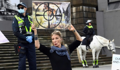 Australia to restart 'essential' aerial shooting of wild horses.jpg Australia to restart 'essential' aerial shooting of wild horses.jpg