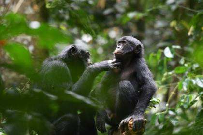 Bonobo study offers clues into early human alliances.jpg Bonobo study offers clues into early human alliances.jpg