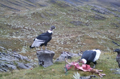 Once the enemy, majestic condor wins hearts of Colombian farmers.jpg Once the enemy, majestic condor wins hearts of Colombian farmers.jpg
