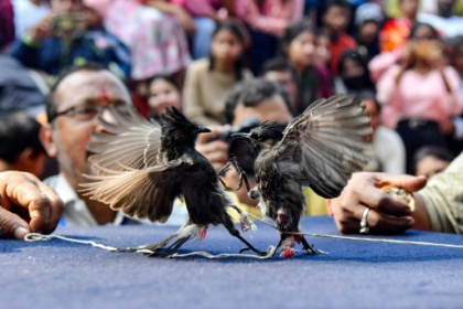 Indian songbird fights return after cruelty ban overturned.jpg Indian songbird fights return after cruelty ban overturned.jpg
