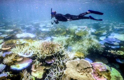 Australia's Great Barrier Reef struggles to survive