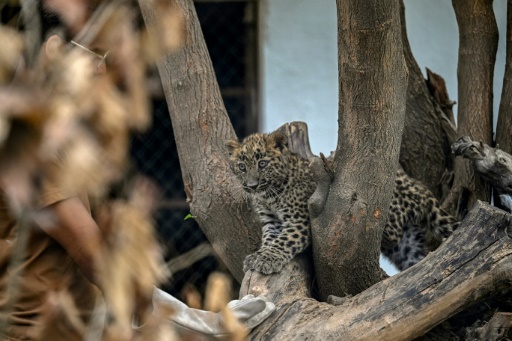 Pakistan horror zoo is reborn as rehab centre