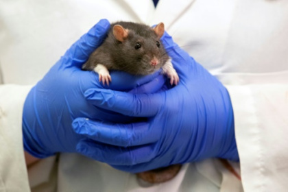 Rats in US police headquarters 'high' from eating seized marijuana.jpg Rats in US police headquarters 'high' from eating seized marijuana.jpg