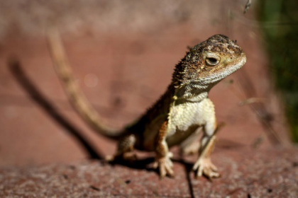 Australia battles to save last 11 wild 'earless dragons'.jpg