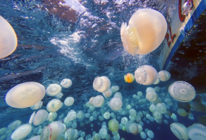Jellyfish invade Venezuelan waters, worrying fishermen.jpg Jellyfish invade Venezuelan waters, worrying fishermen.jpg
