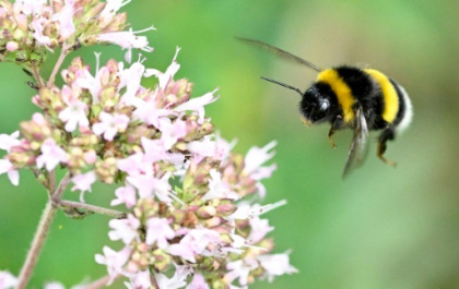 Queen bumblebees surprise scientists by surviving underwater.jpg