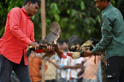 Cockfights still rule the roost in India's forest villages.jpg Cockfights still rule the roost in India's forest villages.jpg