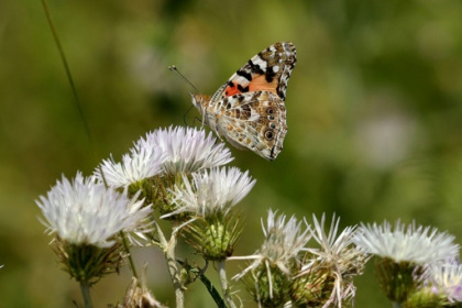 Climate change batters Albania's butterflies.jpg Climate change batters Albania's butterflies.jpg