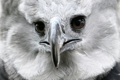 In Colombia, a long, perilous romance to save the harpy eagle.jpg In Colombia, a long, perilous romance to save the harpy eagle.jpg
