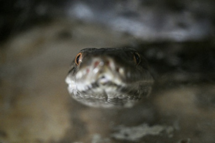 pythons touted as protein alternative.jpg pythons touted as protein alternative.jpg