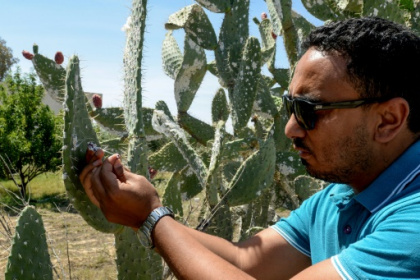 Insect infestation ravages North African prickly pear.jpg Insect infestation ravages North African prickly pear.jpg