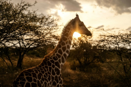 Giraffes bring peace to Kenyan communities once at odds.jpg Giraffes bring peace to Kenyan communities once at odds.jpg