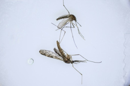As climate warms, S. Korea fights new border threat malarial mosquitoes.jpg As climate warms, S. Korea fights new border threat malarial mosquitoes.jpg
