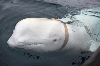 whale found dead in Norway.jpg whale found dead in Norway.jpg
