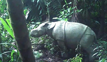 Another rare Javan rhino calf spotted at Indonesia park.jpg Another rare Javan rhino calf spotted at Indonesia park.jpg