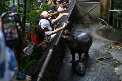 Endangered pygmy hippo goes viral from Thai zoo.jpg Endangered pygmy hippo goes viral from Thai zoo.jpg