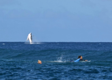 In French Polynesia, boom in whale-based tourism sparks concern.jpg In French Polynesia, boom in whale-based tourism sparks concern.jpg