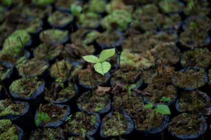Study suggests sound boosts fungus.jpg Study suggests sound boosts fungus.jpg