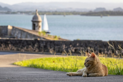 San Juan cat removal plan prompts outcry, lawsuit.jpg San Juan cat removal plan prompts outcry, lawsuit.jpg