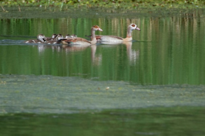 Egyptian geese spread wings in France, threatening biodiversity.jpg Egyptian geese spread wings in France, threatening biodiversity.jpg