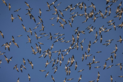Nature pays price for war in Israel's north.jpg